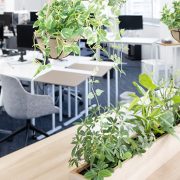 オフィス　グリーン　植物