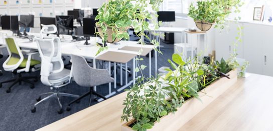 オフィス　グリーン　植物
